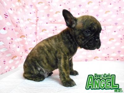 フレンチブルドックmix 子犬販売をはじめとする犬 猫専門ペットショップ エンゼル