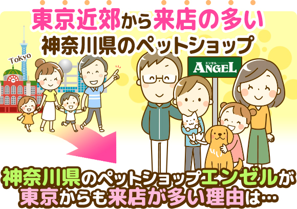 東京近郊から来店の多い神奈川県のペットショップ