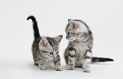 アメリカンショートヘア