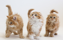 スコティッシュフォールド