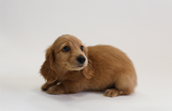 ミニチュアダックス