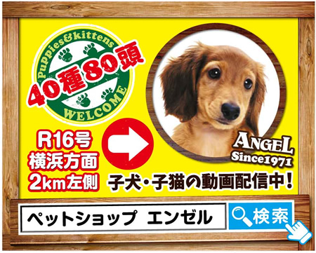 店舗案内 相模原店 子犬販売をはじめとする犬 猫専門ペットショップ エンゼル